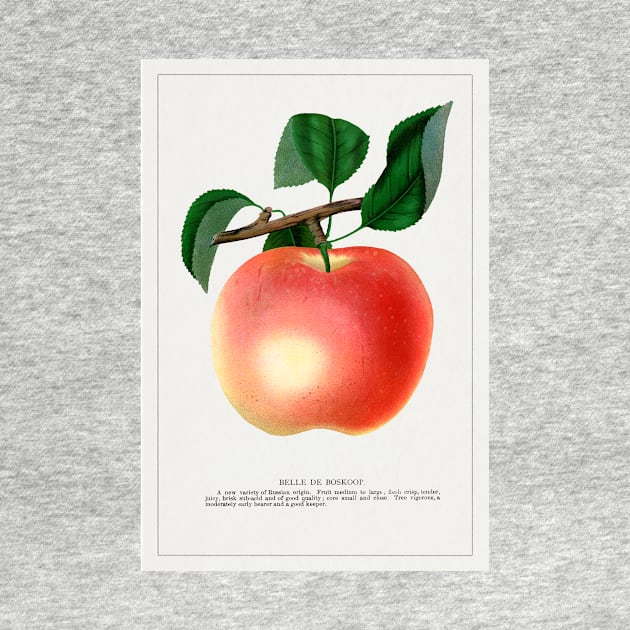 Belle De Boskoop Apple Lithograph (1900) by WAITE-SMITH VINTAGE ART